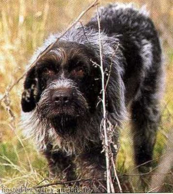 Griffon Korthals GADGET DE LA CHEMINÉE DE DAN Griffon Korthals GADGET DE LA CHEMINÉE DE DAN